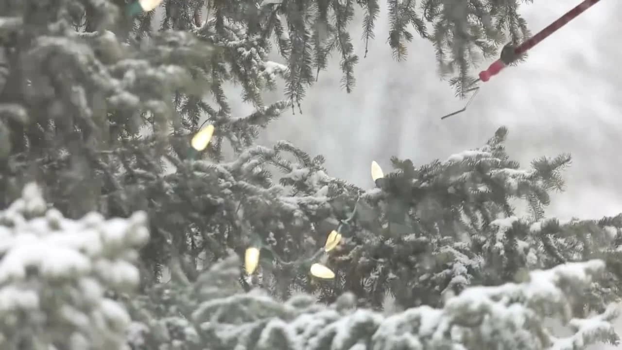 Warm white C9 bulbs strung through the snowy branches of a spruce